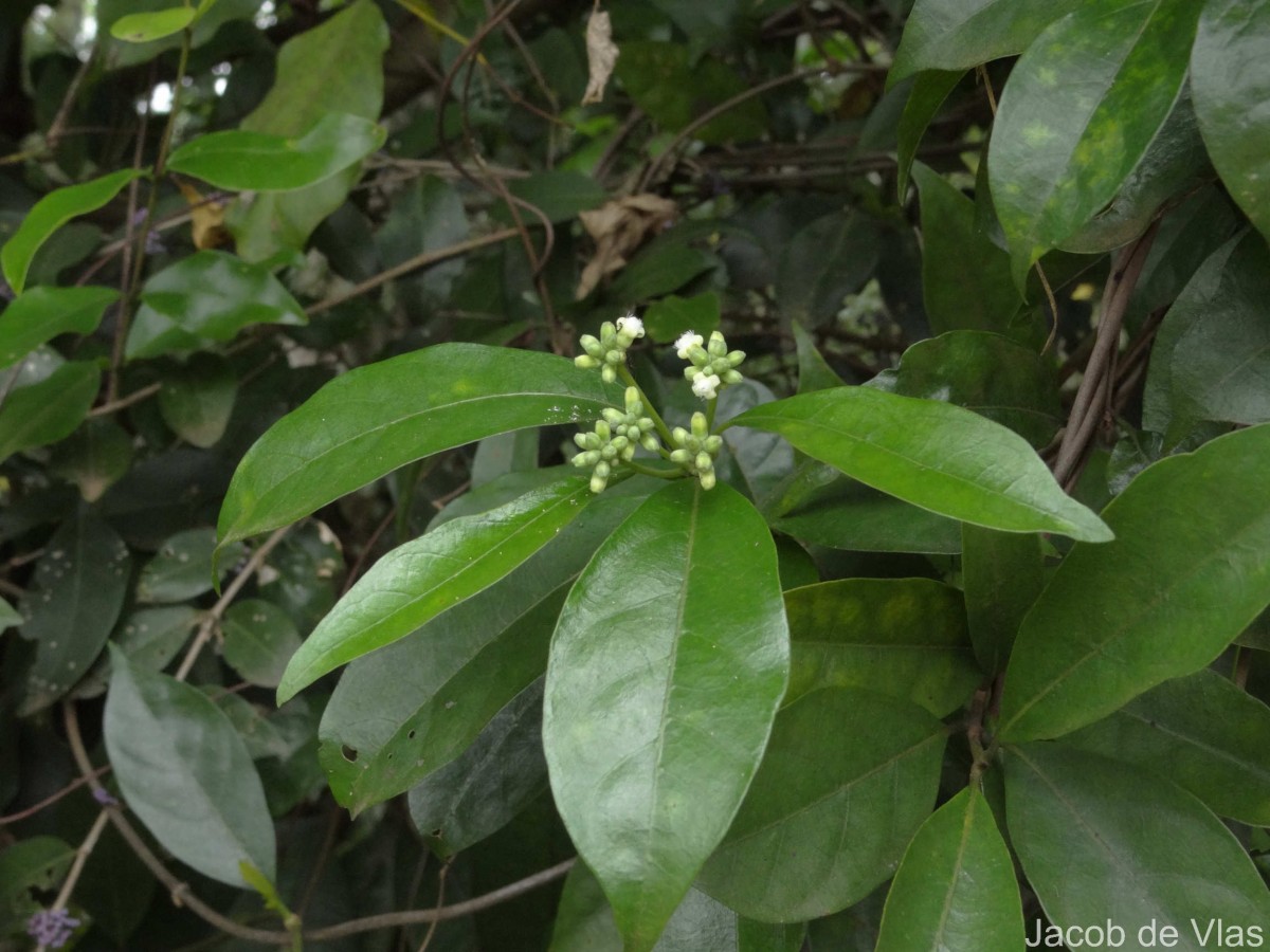 Gynochthodes umbellata (L.) Razafim. & B.Bremer